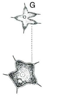 Tetraedron caudatum probabilmente